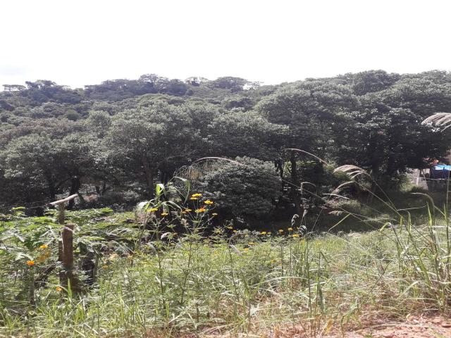 Venda em Jurupara - Piedade