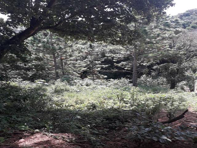 Venda em Jurupara - Piedade